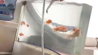 Cats will be cats ????
