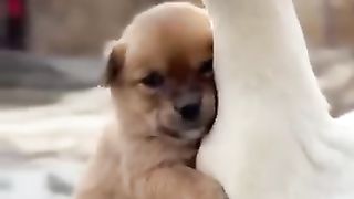 The love is son cute_ duck and puppy