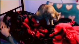 Cat Massage Funny Video