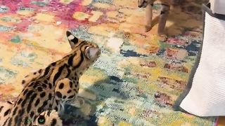 Serval vs Caracal Serval Hybrid kitten - Boys will be boys