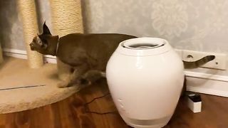 Wild caracal cat attacks woman