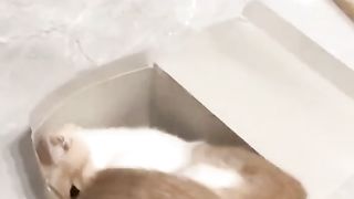 cat that likes boxes