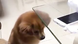 dog being tricked