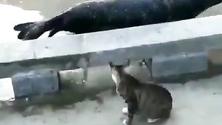 Seal attacked by cat