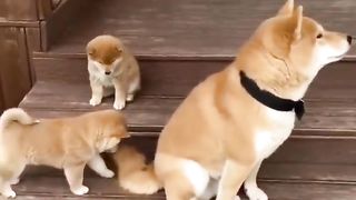 Puppy curious about his tail