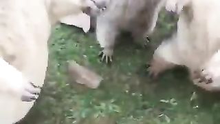 Marmots competing for a snack
