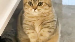 begging cat