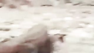 Wildlife 4