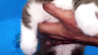 Cute cat and funny animals 2023..?
