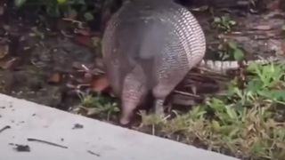 Animal Shorts #41