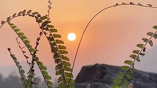 Natural sunset