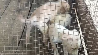 Cute dogs 7