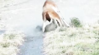 Animals 40