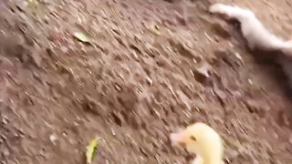 cute monkey and duck