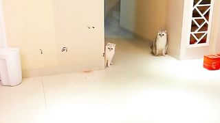 Hiburan cat