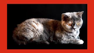 Cat???? video amazing