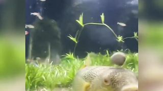 Funny Moments of Animals