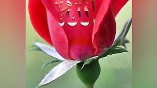 ALLAH name