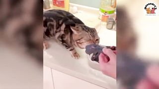 No 7 Funny Animal Compilations