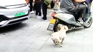 Smart talent dogi