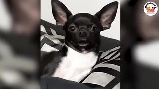 No 8 Funny Animal Compilations