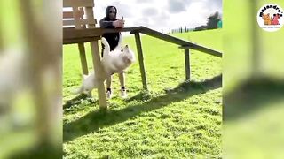 No 9 Funny Animal Competition