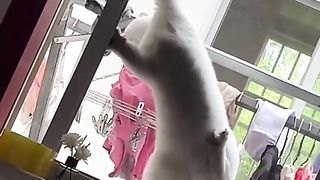 Funny cats cute animals...?? #animals #pestanimal #cats #funnycat #animalsvideo