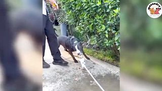 No 10 Funny Animal Compilations