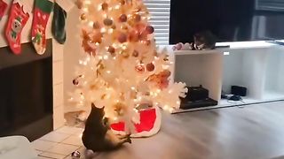 A happy cats 2