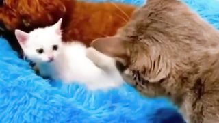 Stray kitten