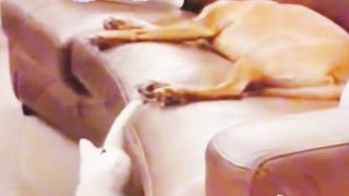 Cat tasting fun with sleeping dog @Funtime24