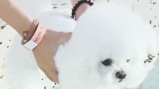 Puppy enjoying swimming @Funtime24