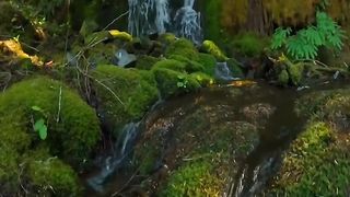 Natural video 49