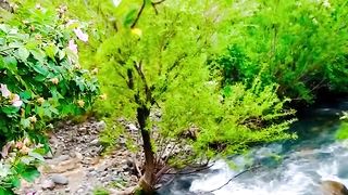 Natural video 51