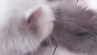 kitten drinking milk