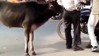 Hazil video