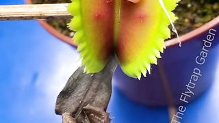 Feeding Raw Chicken to a Flytrap