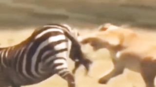 Lion vs zebra
