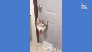 FUNNY Pets Reenacting Horror Movies ???? | Best Halloween Compilation