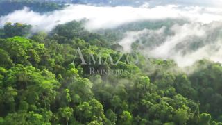 Amazon Wildlife In 4K - Animals That Call The Jungle Home |Part 2