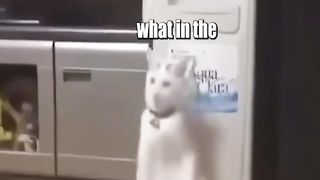 If animals could talk- not my video
