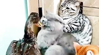 Animal lovers ????????????????