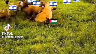 stand with palestine