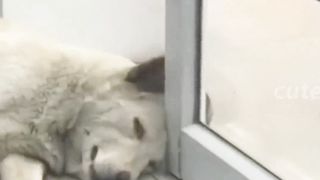 Noty dog 4