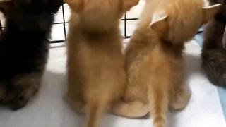 Cat baby 3