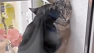 Lovely | Feline Romance: Cats' Window Kiss | LoveTales | FunFM