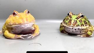 Funny Frog Viral Video