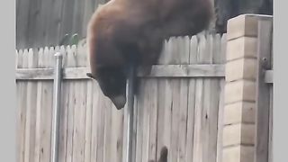 Funny Panda Viral Video 4