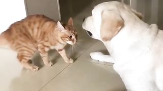 Funny Cat Vs Dog Viral Video 14