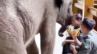 Funny Elephant Viral Video